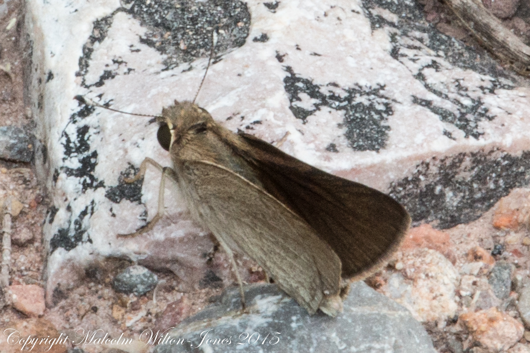 Mediterranean Skipper