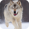 Wolf Live Wallpaper icon