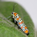 Ailanthus webworm moth