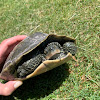 Northern Map Turtle