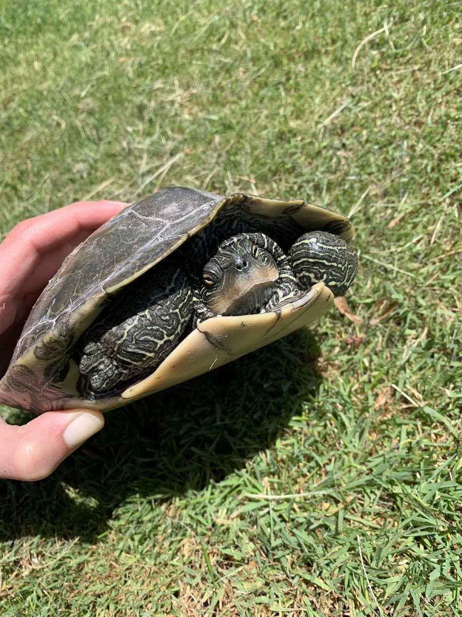 Northern Map Turtle