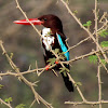 white-throated kingfisher