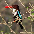 white-throated kingfisher