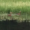 Black-bellied Whistling Duck