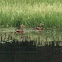 Black-bellied Whistling Duck