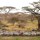 Cebra común (Plains zebra)