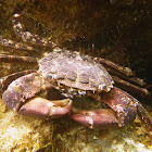 Runner crab