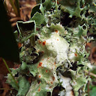 unknown foliose lichen