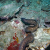 White-eyed moray