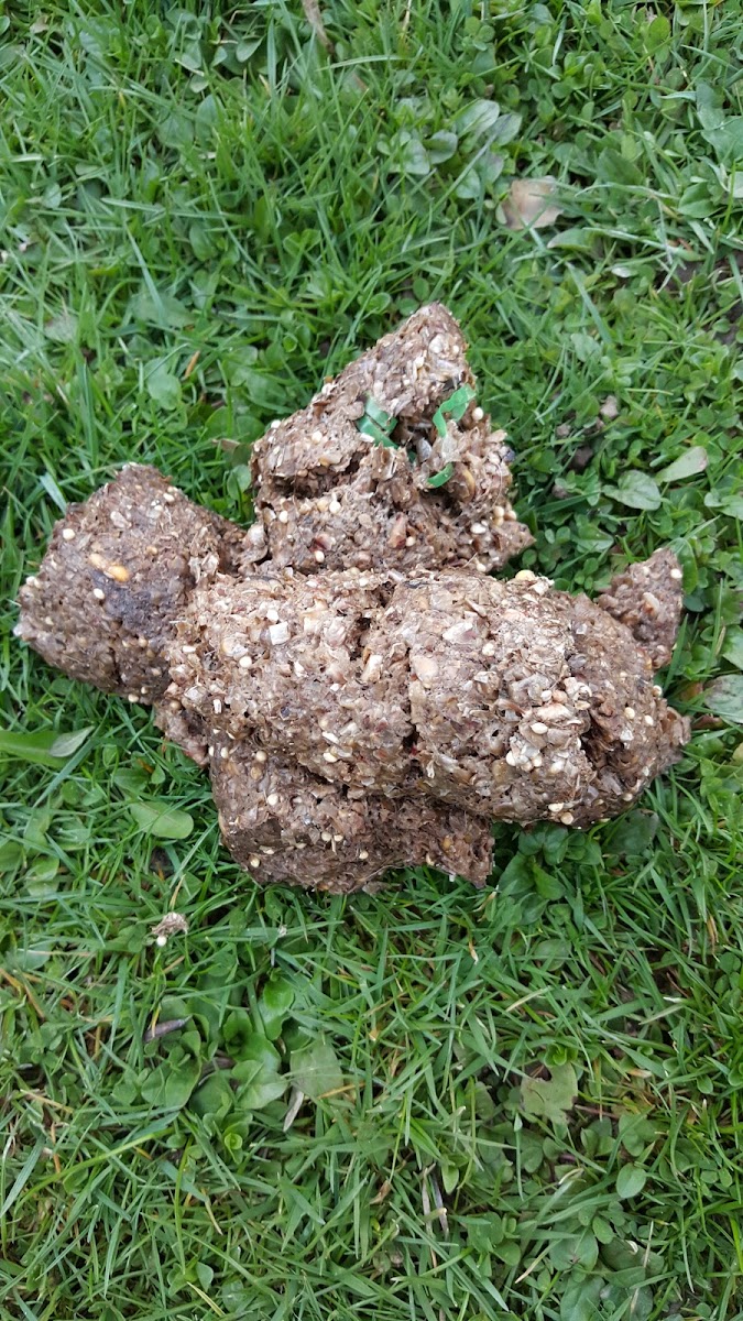 American Black Bear Scat