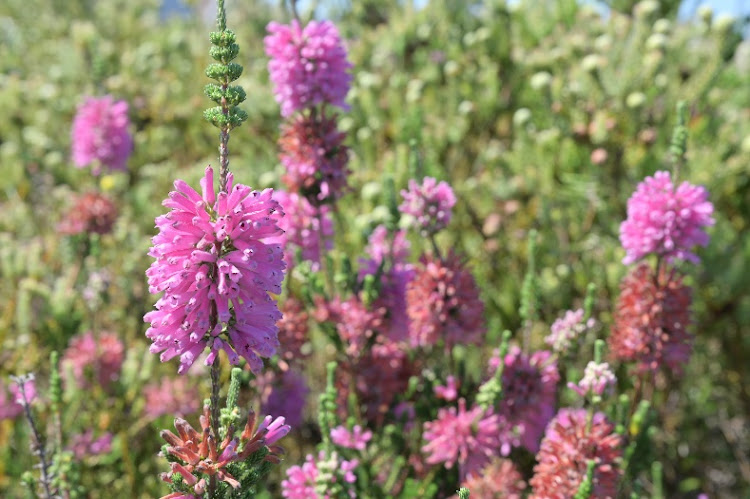 The once extinct Erica verticillata is likely to have evolved to dampen fires in order to protect its ripe seed capsules.