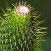 Plume thistle