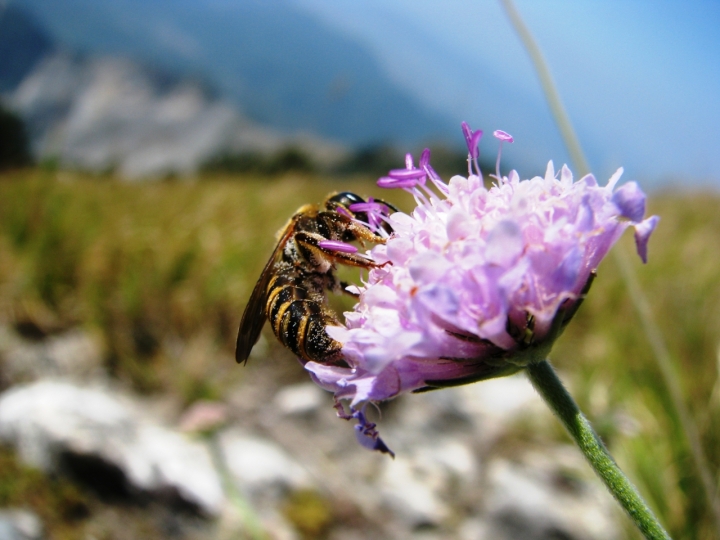 Ricerca di nettare di Ste84