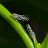 Asian Citrus Psyllid