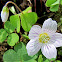 Wood Sorrel