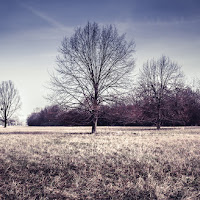 gli alberi si spogliano quando la gente si veste. di 