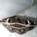 Owl moth