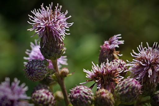 Cirsium arvense