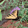 Eastern Tiger Swallowtail