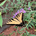 Eastern Tiger Swallowtail