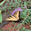 Eastern Tiger Swallowtail