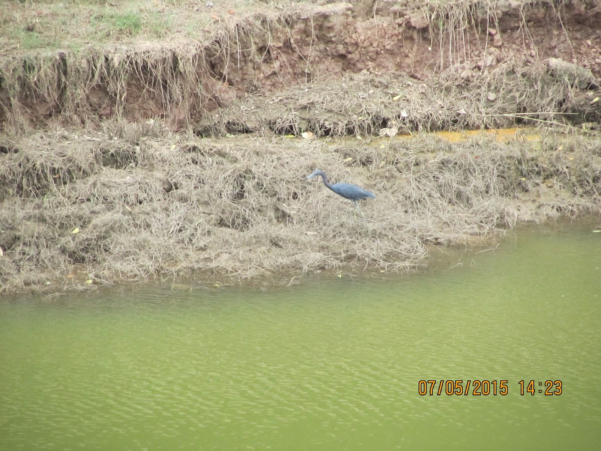 Little Blue Heron