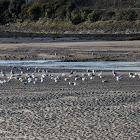 Herring Gull