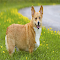 Item logo image for Welsh Corgi