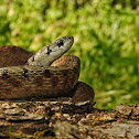 Dekay's Brownsnake