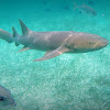 Nurse shark