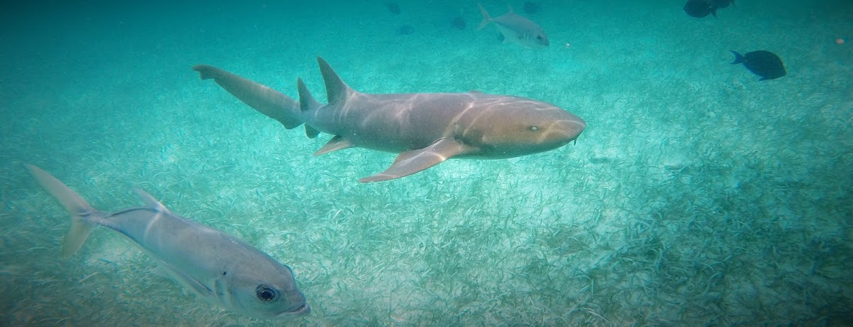 Nurse shark