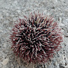 Purple sea urchin