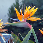 Orange bird of paradise