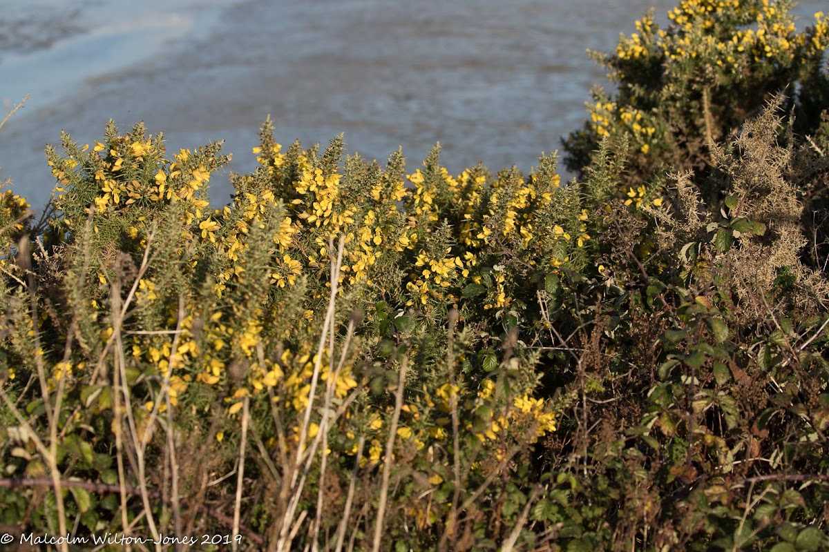 Western Gorse