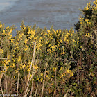 Western Gorse