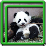 Cover Image of Télécharger Cute Panda Live Wallpapers 1.4 APK