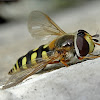 Migrant hoverfly