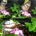 Leopard Lacewing, Female