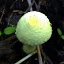 Lemon-Yellow-Lepiota, Yellow Pleated Parasol, Plantpot Dapperling