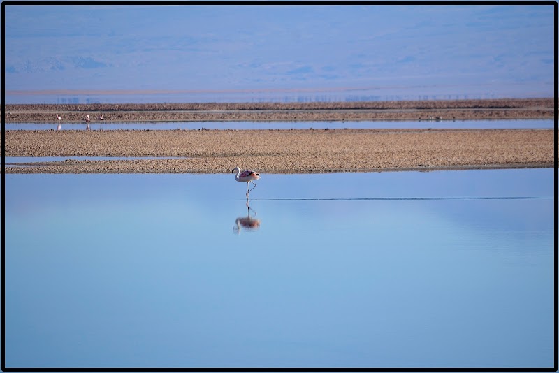 LAGUNA CHAXA-LAGUNAS ALTIPLÁNICAS-PIEDRAS ROJAS-LAGUNA TUJAJTO - DE ATACAMA A LA PAZ. ROZANDO EL CIELO 2019 (7)