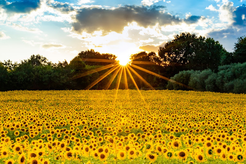 ultimi raggi sui girasoli di gianfry60