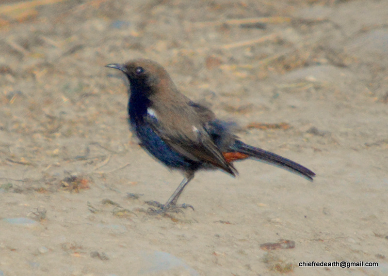 Indian Robin