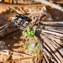 Unknown Bagworm caterpillar