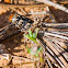 Unknown Bagworm caterpillar