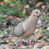 Mourning dove