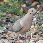 Mourning dove