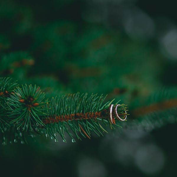 Fotografo di matrimoni Darya Gryazeva (snegsnega). Foto del 24 novembre 2015