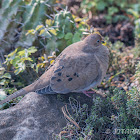 Mourning dove