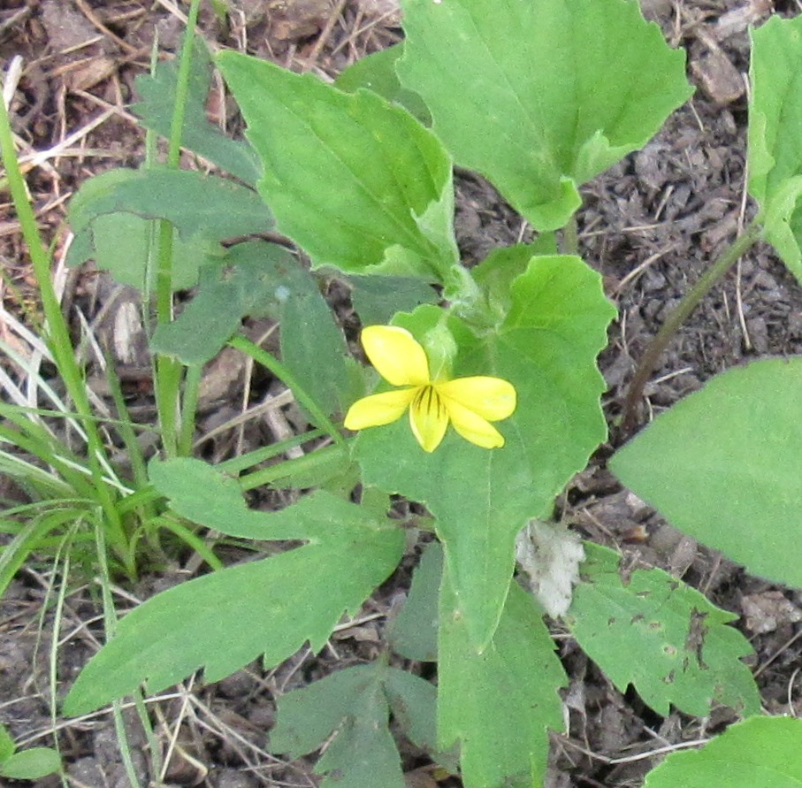 Downy Yellow Violet