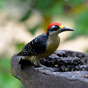 Black-Cheeked Woodpecker